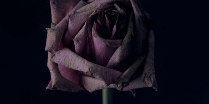 1080x1920 Download wallpaper 1080x1920 rose, flower, black background, bud