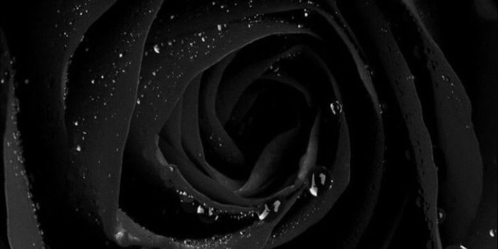 754x1283 Black and purple | Backgrounds | Black roses wallpaper, Black