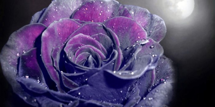 1920x1080 Beautiful Dark Magenta Velvet Rose Wallpaper - Dark Purple Black