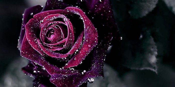 1600x900 Purple Rose Water Drops Close Up Wallpaper - Wallpaper Stream