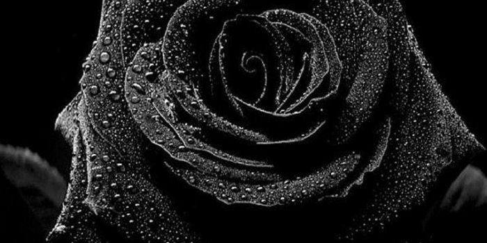 1920x1080 Dark Purple Roses Wallpaper (46+ images)