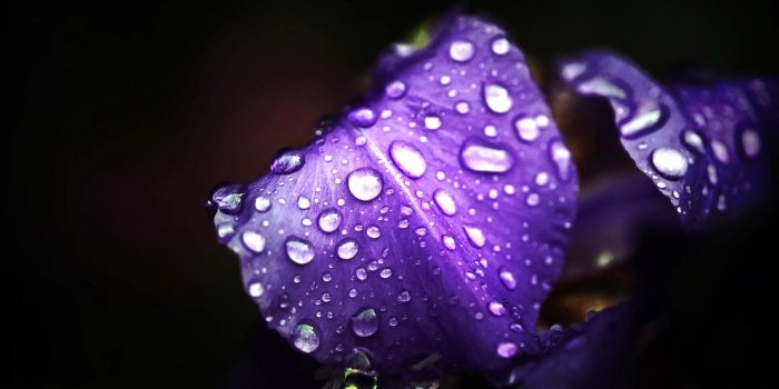 1920x1200 Dark Flower Wallpapers (72+ background pictures)