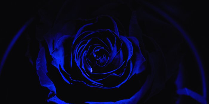 5120x2880 Black, Electric Blue, Blue, Blue Rose, Black Rose 5K Ultra HD