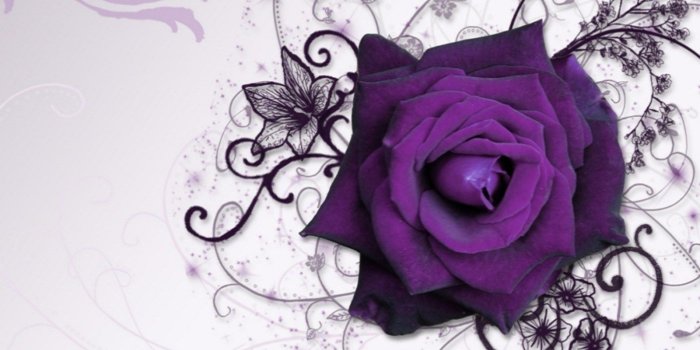 1368x855 Flowers: Purple Rose Design Flower Black Wallpaper Backgrounds for