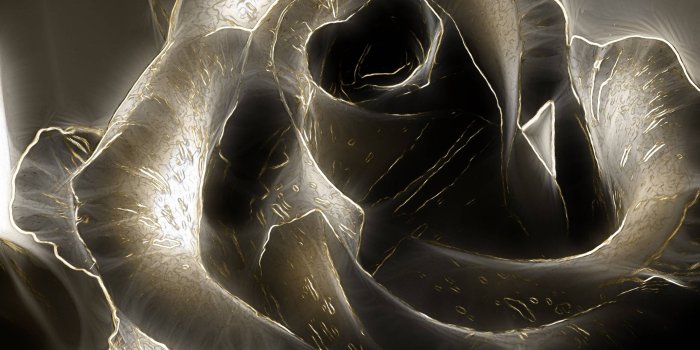 2560x1920 Black Rose Wallpaper For Mac #xhC | Kenikin