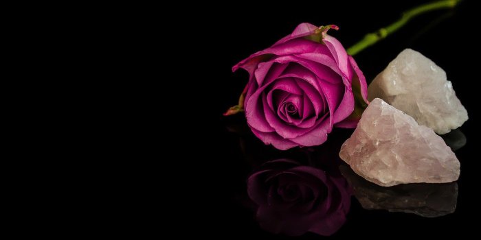 1332x850 Wallpaper leaves, reflection, stones, pink, rose, stem, Bud, purple