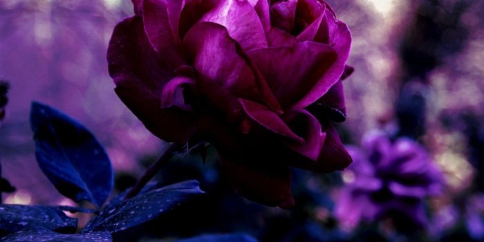 1500x1200 Blur, Bud, Dark Purple, Flowers, Leaves, Lilac, Macro, Nature