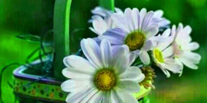 960x1212 211+ Good Morning Wednesday Images Greetings Picture For Whatsapp