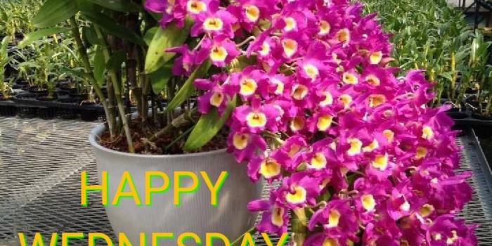 1080x1440 Wednesday Pictures, Images, Graphics