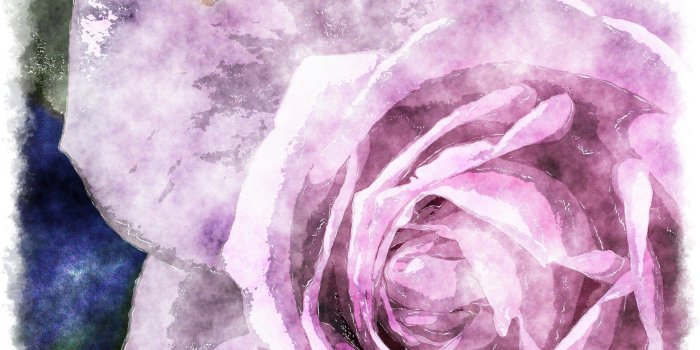 1920x1080 Wallpapers Tagged With Rose Page 131: Purple Rose Nature Colorful