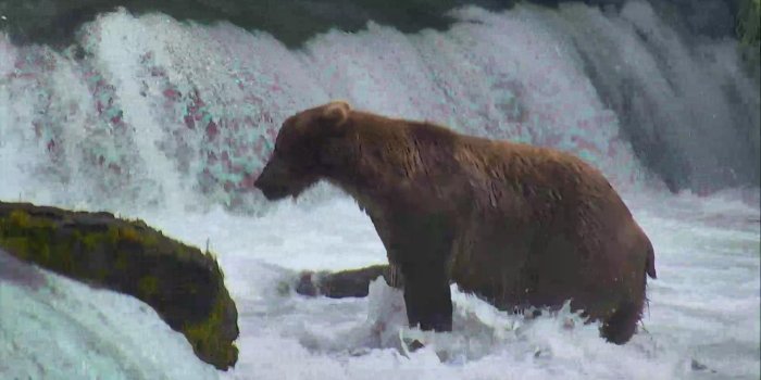 1920x1080 Brown Bear Cam - Brooks Falls in Katmai National Park | Explore.org