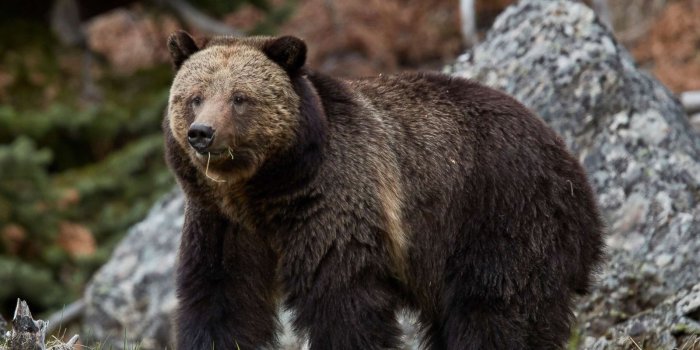 1600x1199 Bear attacks 10-year-old boy in Yellowstone National Park - ABC News
