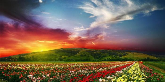 1920x1080 Rose, Flower, Garden, Desktop, Background, HD, Wallpaper, Best