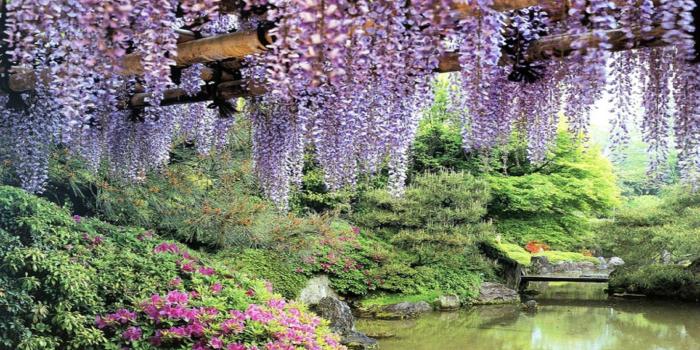 1920x1080 flowers garden pond wisteria-hd-wallpapers-free - HD Wallpaper