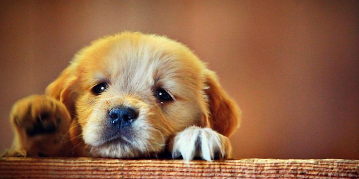 1920x1080 Sad Puppy | This is for all the moms out there that love their dog