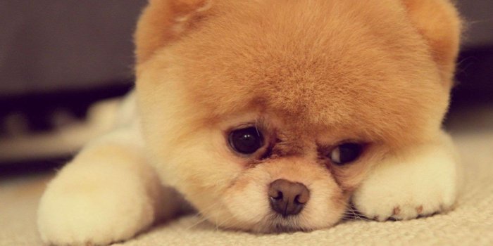 1920x1440 Puppy Wallpapers Free