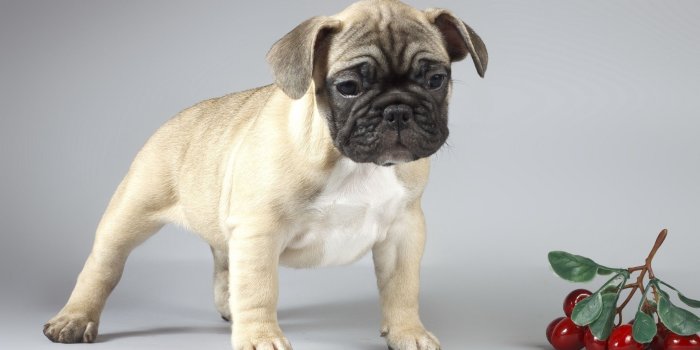 2560x1600 Cute sad pug puppy wallpaper - Animal wallpapers - #49473