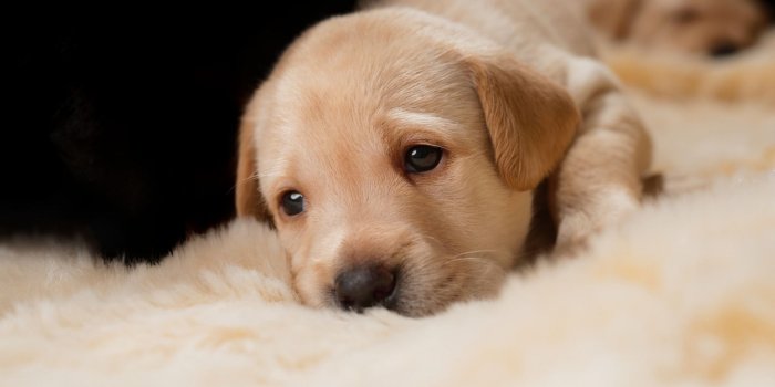 1920x1200 Download wallpapers golden retriever, sad puppy, pets, small cute