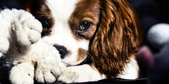 1440x1280 Cute sad puppy Wallpaper by __KoniG__ - e5 - Free on ZEDGE™