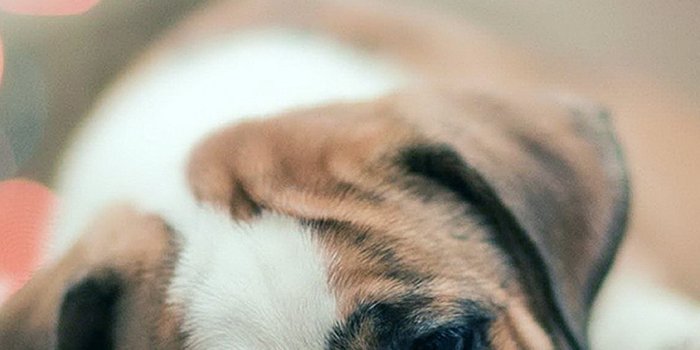 1080x1920 60 Cute Animals iPhone Wallpapers You Would Love to Download