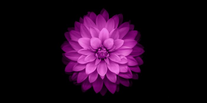 2880x1800 iPhone Flower Wallpapers | HD Wallpapers | ID #15837