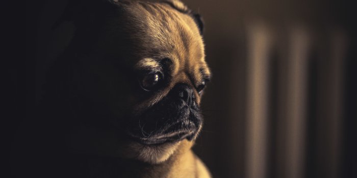 5120x3200 Sad Puppy ❤ 4K HD Desktop Wallpaper for 4K Ultra HD TV • Wide