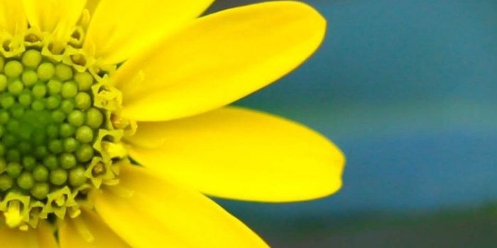 750x1334 Macro Flowers HD iPhone 6 Wallpaper 34739 - Flowers iPhone 6