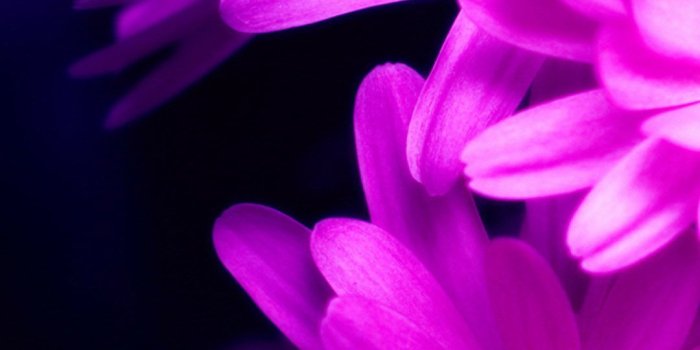 1080x1920 Purple Pink Daisy Flower Bouquet Macro iPhone 6 wallpaper | For my