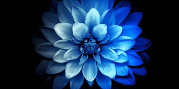 750x1334 Flower iPhone Wallpapers - Top Free Flower iPhone Backgrounds