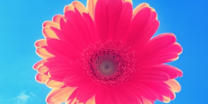 1080x1920 Flower iPhone Wallpapers - Top Free Flower iPhone Backgrounds