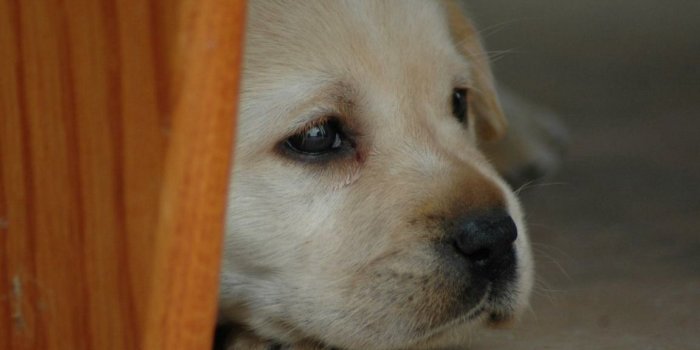 1152x864 Sad Puppy - Dogs Wallpaper