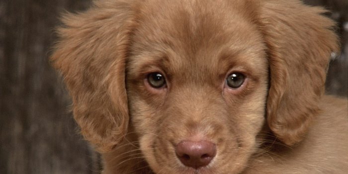 1600x1200 Sad Puppy - Puppies Wallpaper (9726248) - Fanpop