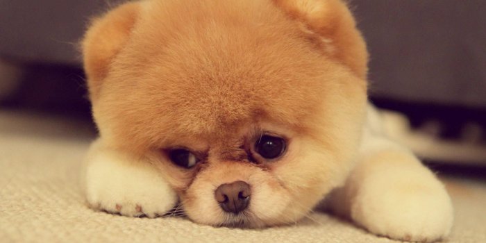 1920x1200 Cute Teddy Bear Pomeranian Puppies Funny Cat Dog Pictures - Cute Sad