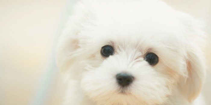 1332x850 Wallpaper Dog, puppy, white, white, sad, puppy, dog, cute, cute, sad