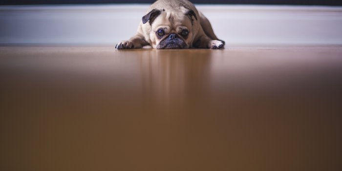 5377x3585 Og Сute Sad Puppy Pug wallpaper 2018 in Dogs