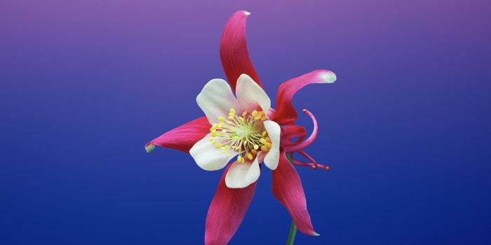 2560x1440 Wallpaper iPhone X wallpapers, iPhone 8, flower, iOS11, retina, 4k