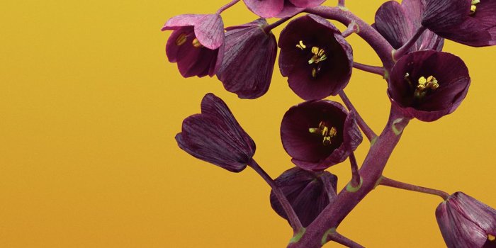1242x2688 1242x2688 Ios 11 Flower Fritillaria Iphone XS MAX HD 4k Wallpapers