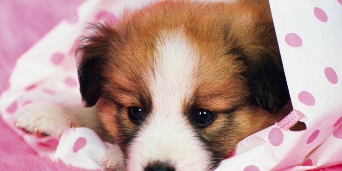 1200x900 Download Puppy Dog Desktop wallpapers 029 [1200x900] | 78+ Puppy