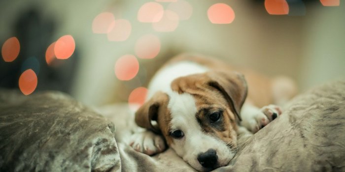 2560x1600 I Miss You Cute Puppy HD Wallpaper, Background Images