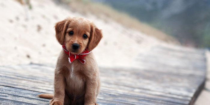 2560x1600 Cute Puppy Wallpaper :)