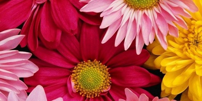 1080x1920 40+ Cute Flower iPhone Wallpapers - Download at WallpaperBro