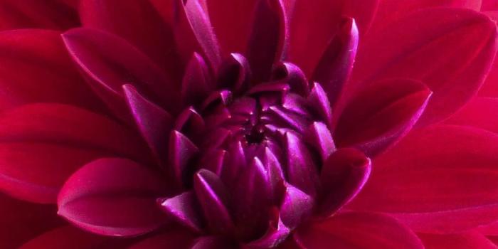 1125x2436 1125x2436 Pink Dahlia Flower Iphone XS,Iphone 10,Iphone X HD 4k