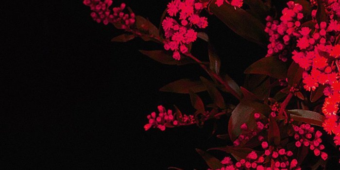 1125x2436 Red apple flower iPhone 8 Wallpaper | iphone 8 wallpaper in 2019