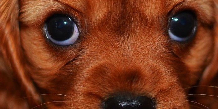 1242x2208 Iphone 6 - Cute Puppy Wallpaper Iphone Free Wallpaper & Backgrounds