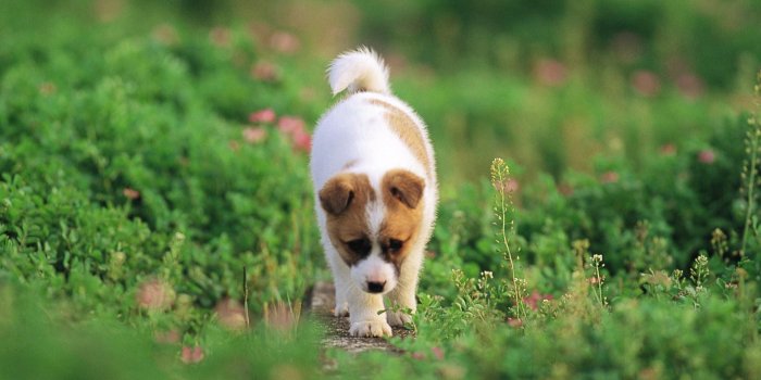 1920x1200 Pretty Free hd wallpapers Page 0 | WallpaperLepi