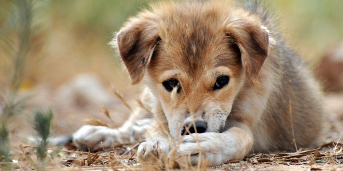 1920x1080 Sad Puppy Wallpapers - 1920x1080 - 615798