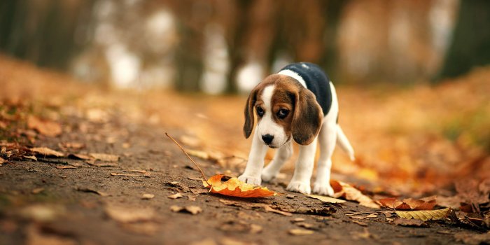 2000x1541 Beagle Puppy Wallpaper ·① WallpaperTag