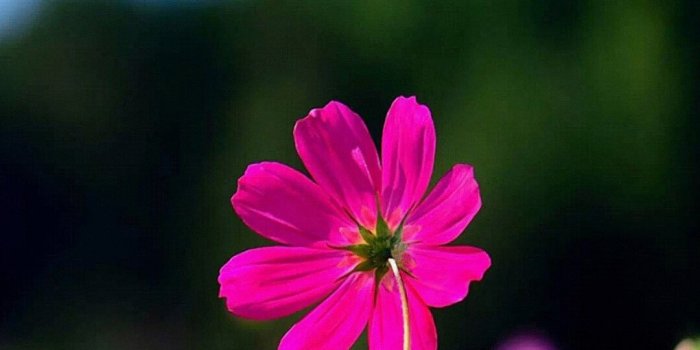 1080x1920 wallpaper.wiki-Flowers-iphone-wallpaper-hd-1080p-PIC-WPD006667