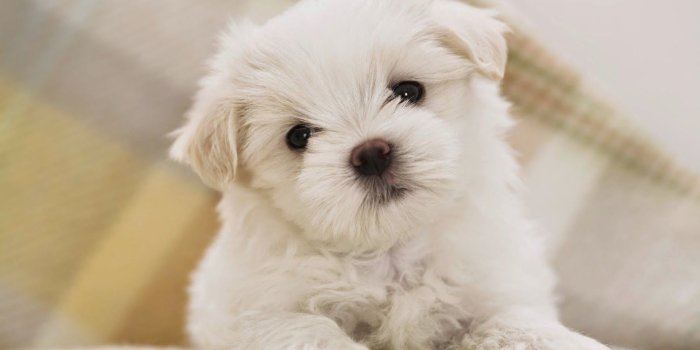 1600x1000 Mac OS X Wallpapers: Wallpaper Of Puppies