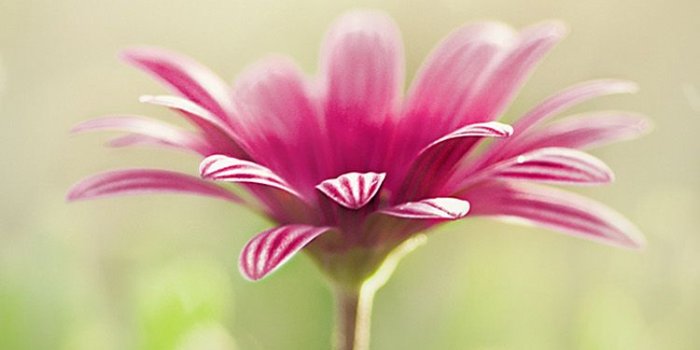 750x1334 Top 10 Punto Medio Noticias | Iphone 6 Wallpaper Flower Full Hd